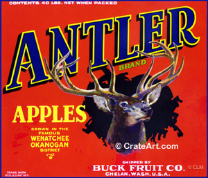 ANTLER (A) #2