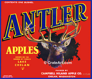 ANTLER (A) #4
