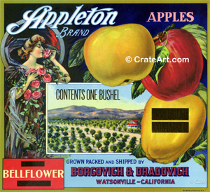 APPLETON (A) #6