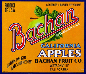 BACHAN (A) #2