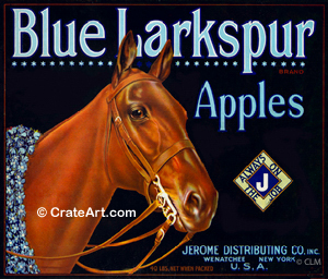BLUE LARKSPUR (A) #1