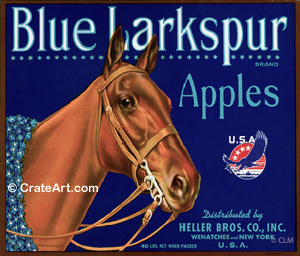 BLUE LARKSPUR (A) #2