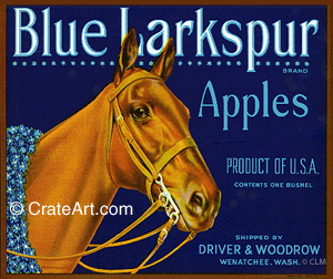 BLUE LARKSPUR (A) #3