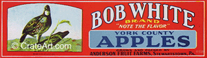 BOB WHITE (A)