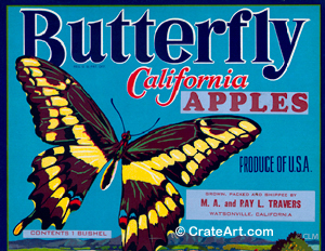 BUTTERFLY (A) #1