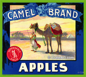 CAMEL (A)