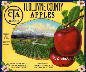 CTA BRAND (A)