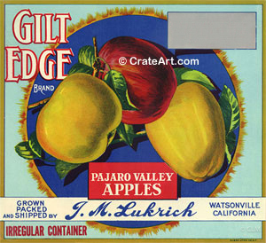 GILT EDGE (A) #3