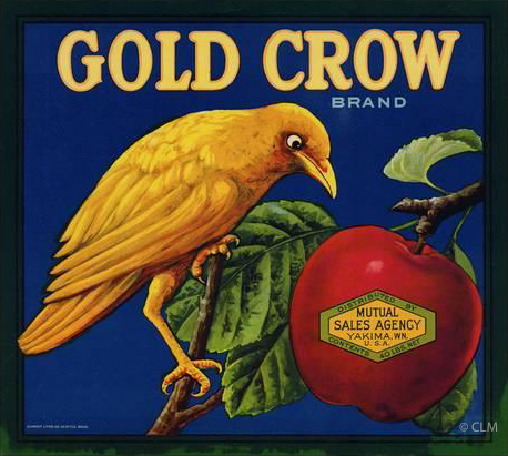 GOLD CROW (A)