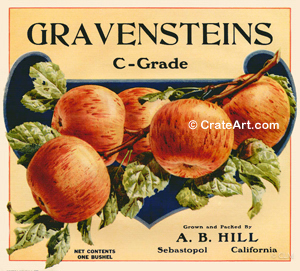 GRAVENSTEINS C-GRADE (A)