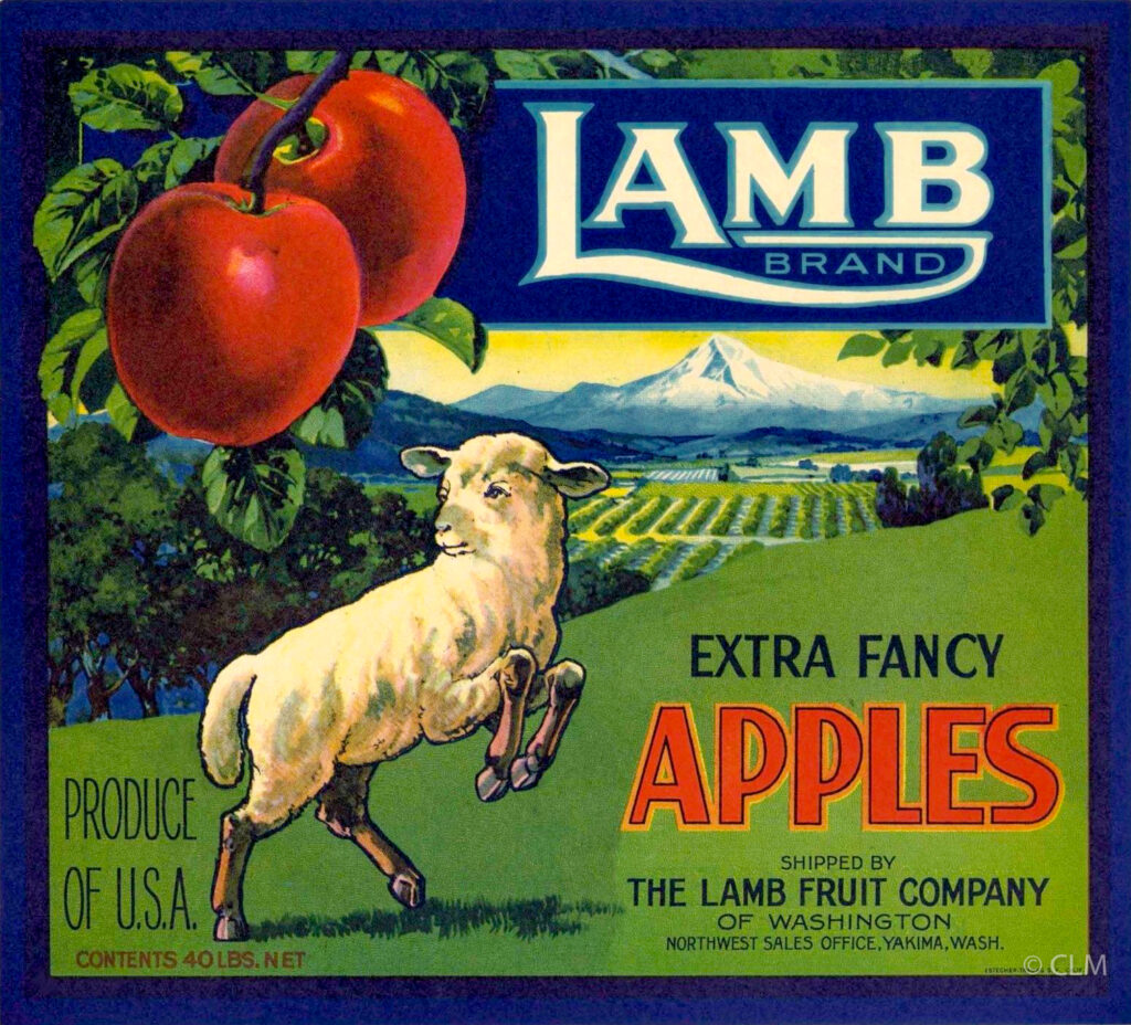 LAMB (A) #1