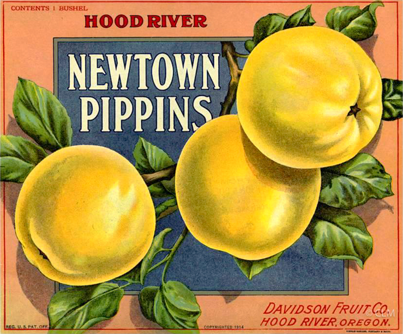 NEWTOWN PIPPINS (A)