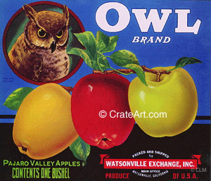 OWL (A)