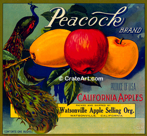 PEACOCK (A) #1