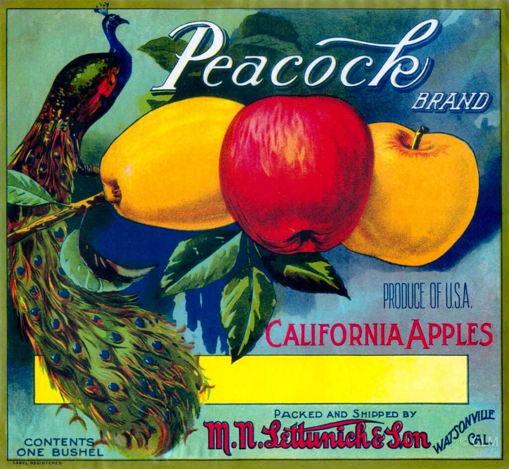 PEACOCK (A) #2