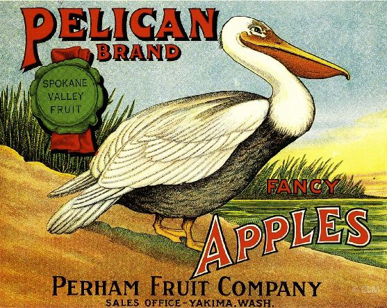 PELICAN (A) #1