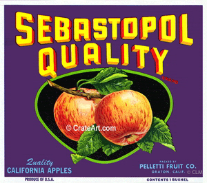 SEBASTOPOL QUALITY (A) #1