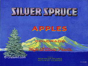 SILVER SPRUCE (A) #1