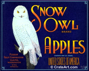 SNOW OWL (A) #2
