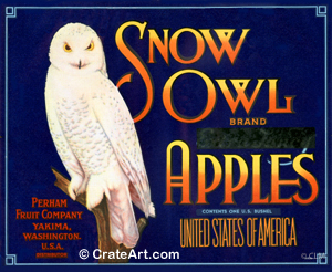 SNOW OWL (A) #4