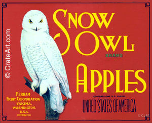 SNOW OWL (A) #5