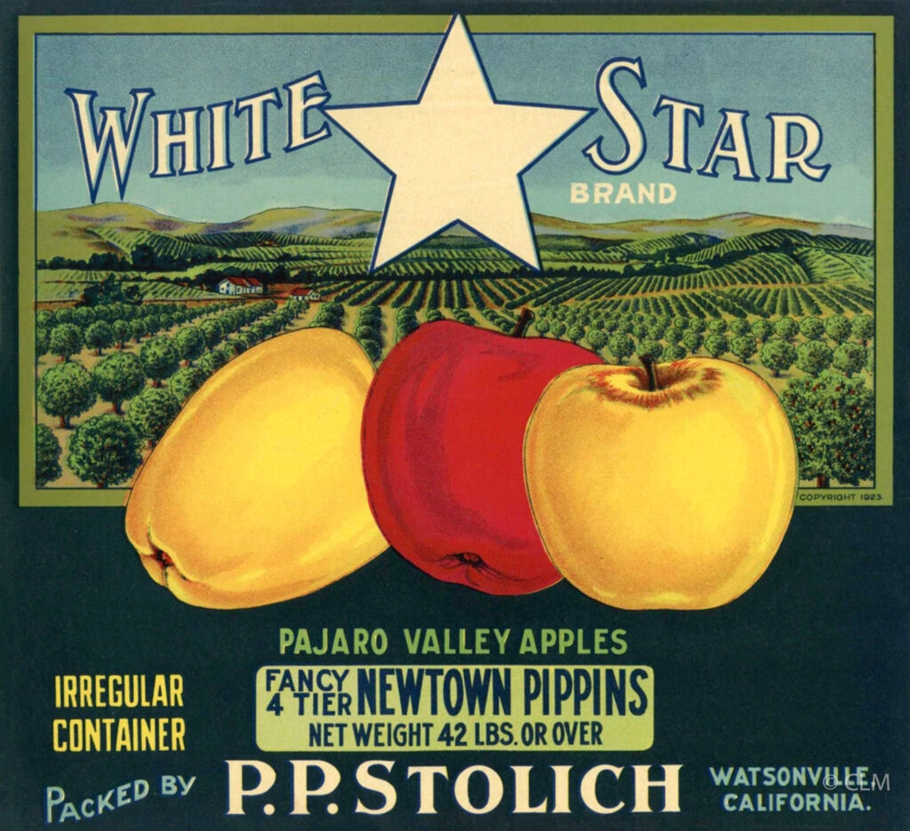 WHITE STAR (A)