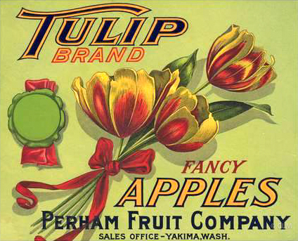 TULIP (A) #1