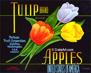 TULIP (A) #2