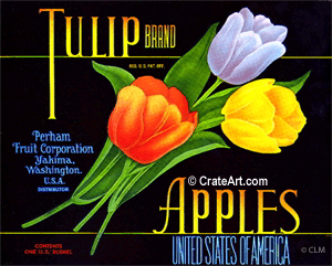 TULIP (A) #3