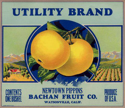 UTILITY BRAND (A)