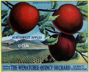 WENATCHEE-QUINCY ORCHARD