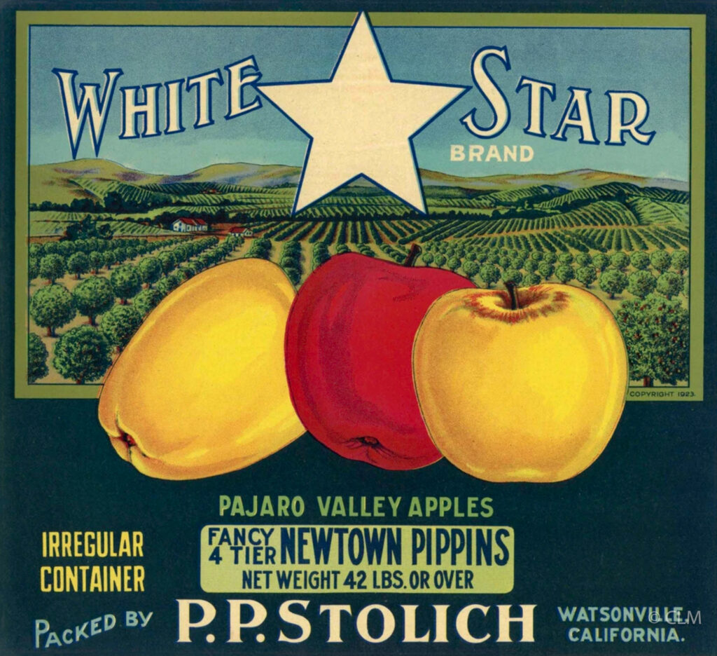 WHITE STAR (A)