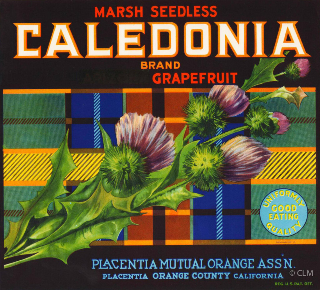 CALEDONIA (GF)